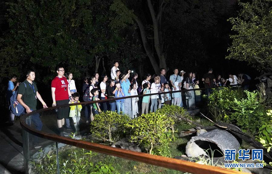 上海：動物園裏的“奇妙夜”