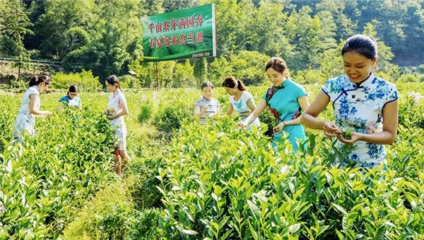 中國華融X本來生活 幫扶四川宣漢縣茶産業升級