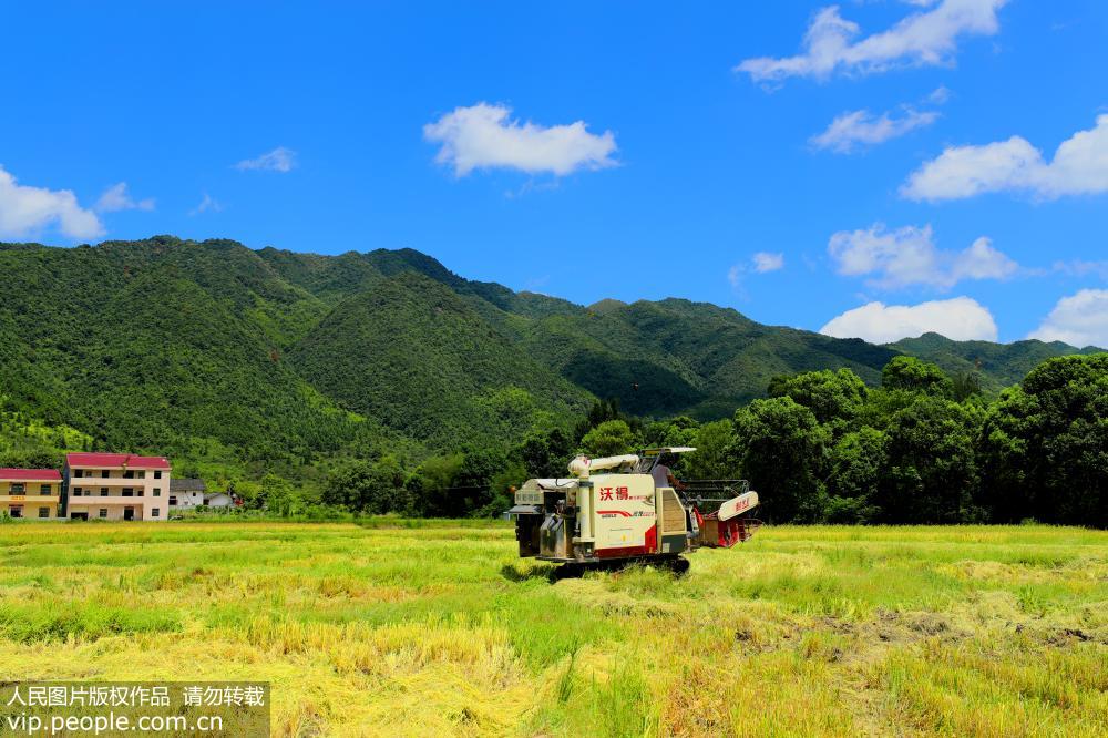 江西泰和：中稻豐收喜開鐮