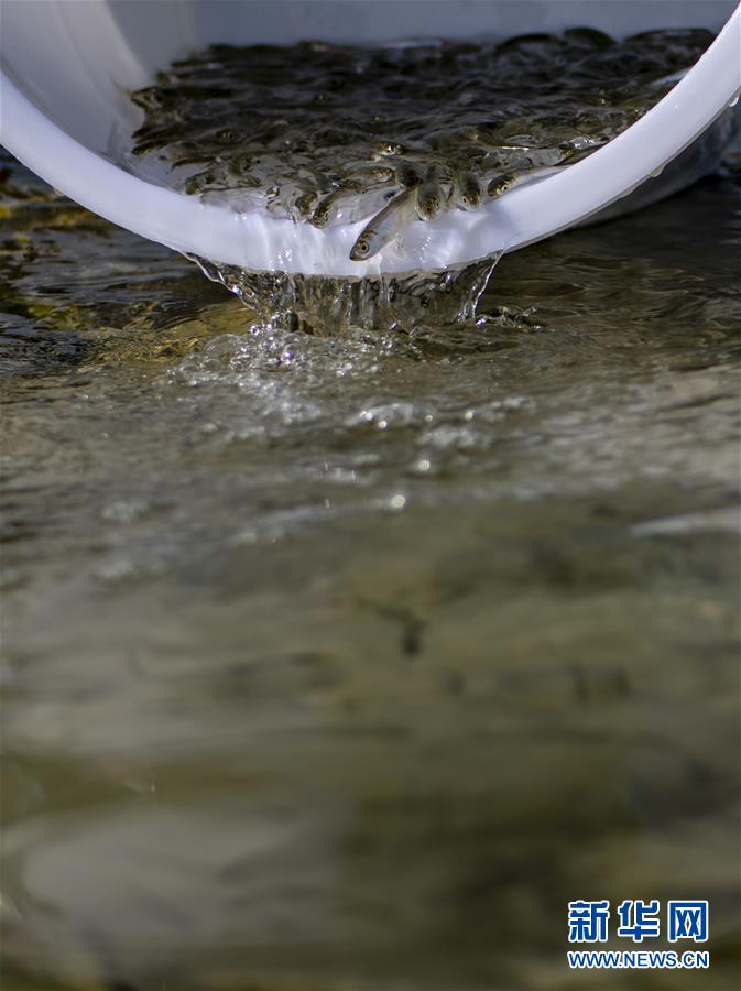 雲南玉溪舉行撫仙湖保護日活動