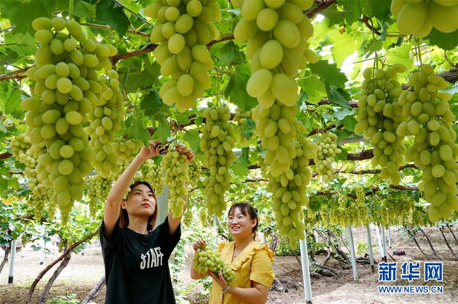 河北懷來：葡萄飄香惠農家