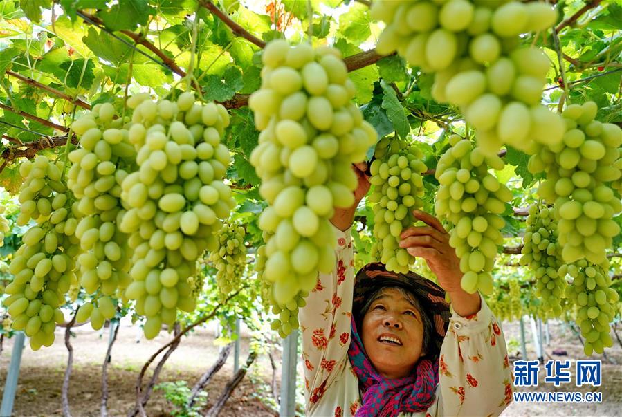 河北懷來：葡萄飄香惠農家