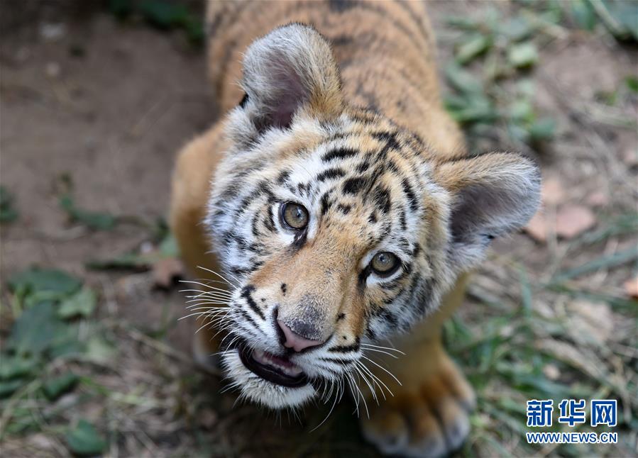 濟南動物園人工飼養孟加拉虎寶寶茁壯成長