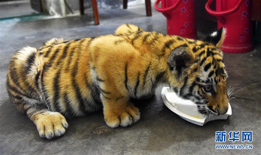 濟南動物園人工飼養孟加拉虎寶寶茁壯成長