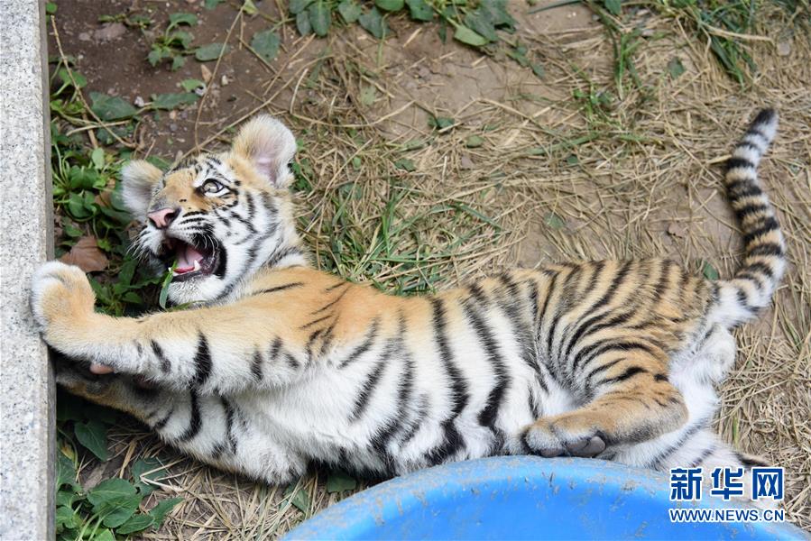 濟南動物園人工飼養孟加拉虎寶寶茁壯成長