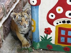 濟南動物園人工飼養孟加拉虎寶寶茁壯成長