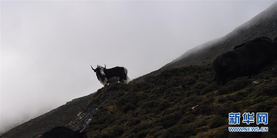 西藏山南市：山水秘境勒布溝