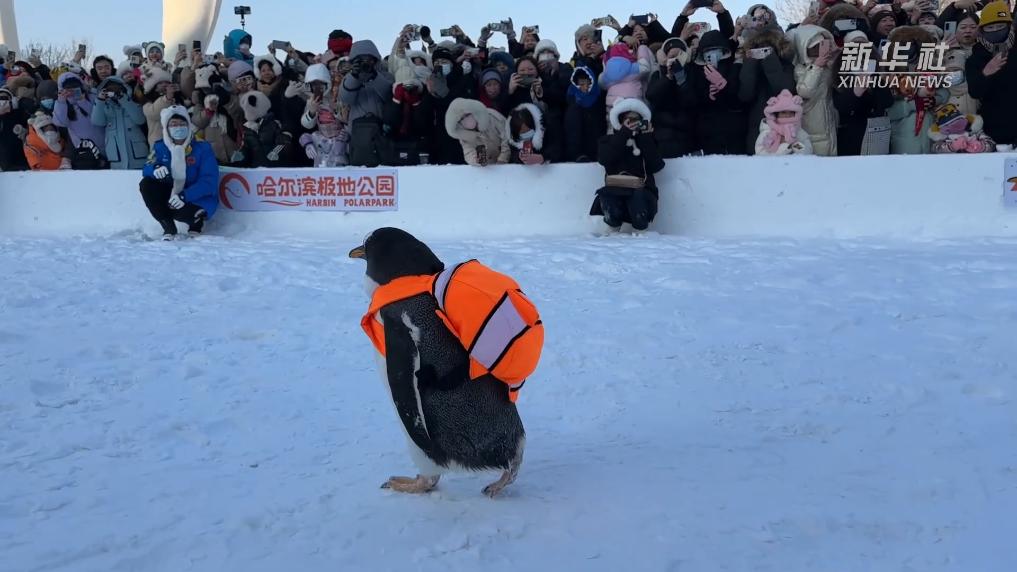 何以熱“雪”沸騰！透視“爾濱”火爆出圈的硬實力與軟技巧