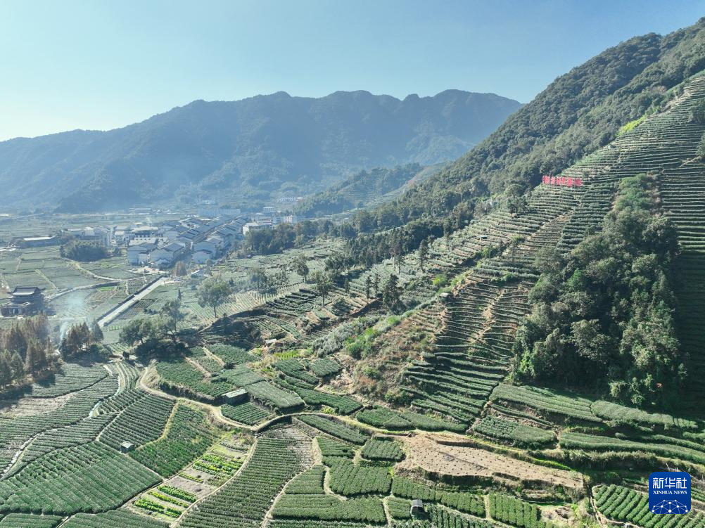 黨建引領　産業做強——“中國扶貧第一村”赤溪鄉村振興蹲點觀察