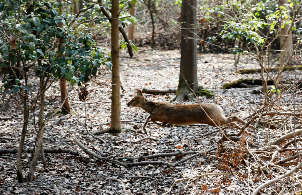 上海建成22個野生動物棲息地