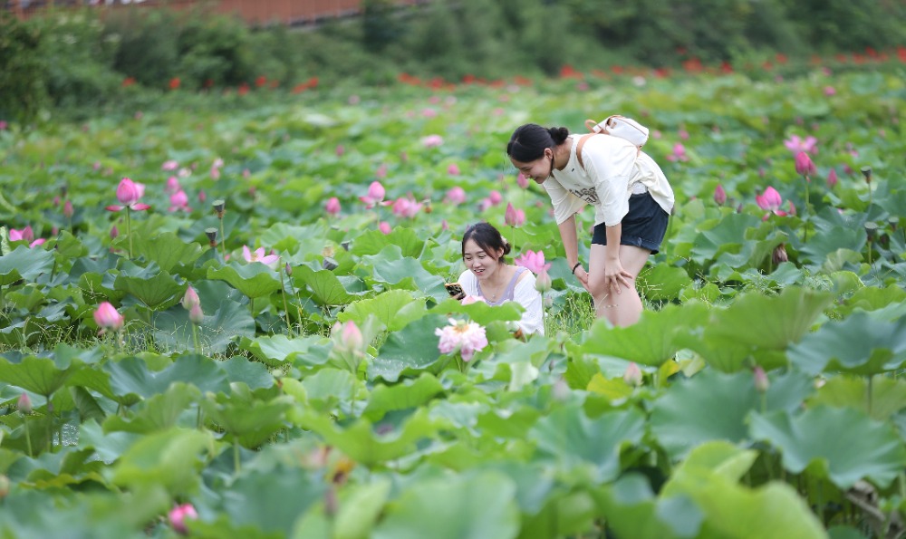 重慶：3000畝荷花綻放 “花經濟”助力鄉村遊