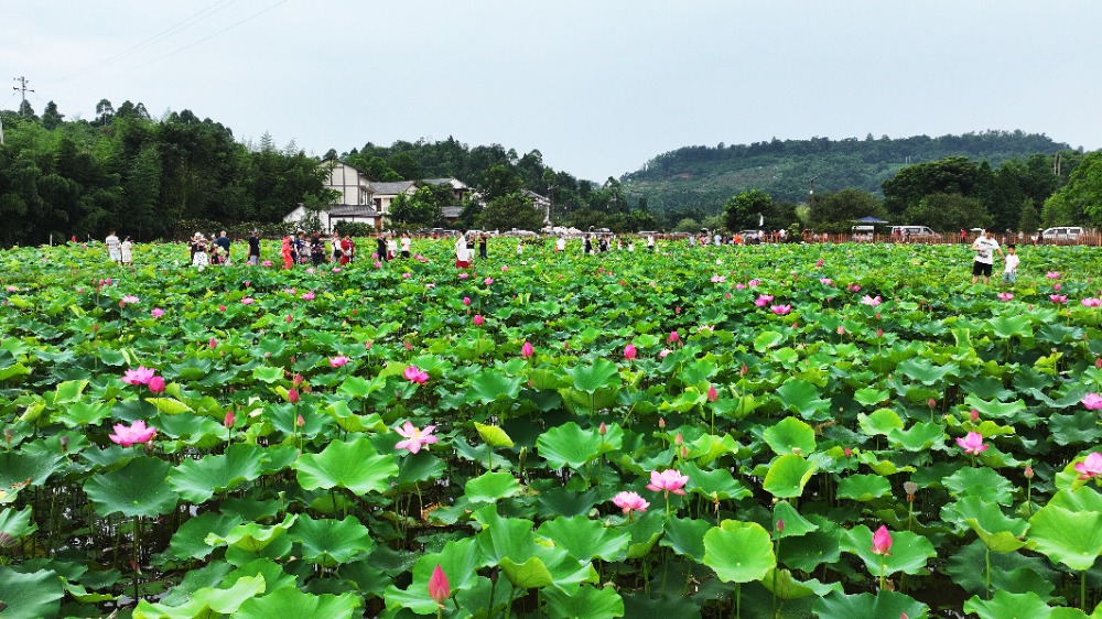 重慶：3000畝荷花綻放 “花經濟”助力鄉村遊