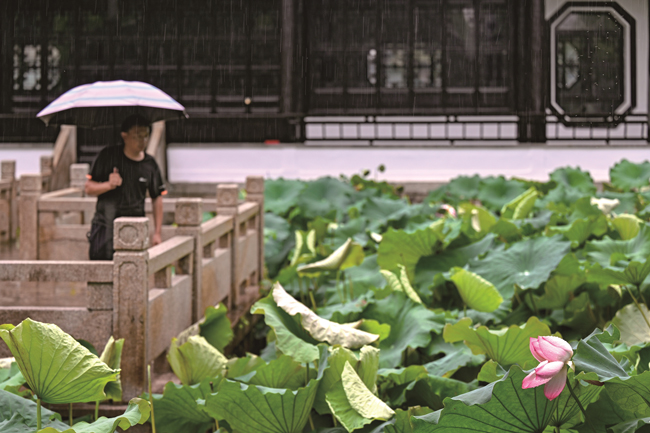 浙江嘉興：雨潤荷嬌