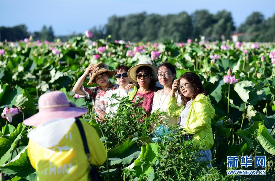 安徽：夏荷飄香