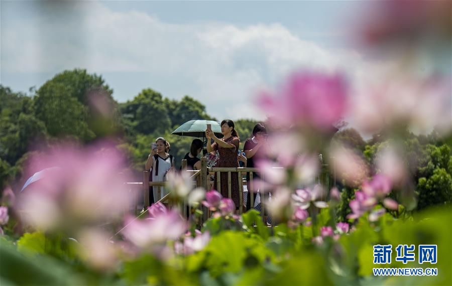 江西新餘：荷花綻放引客來