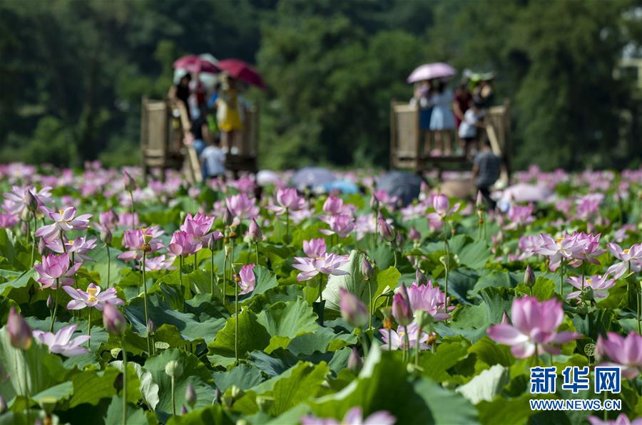 江西新餘：荷花綻放引客來