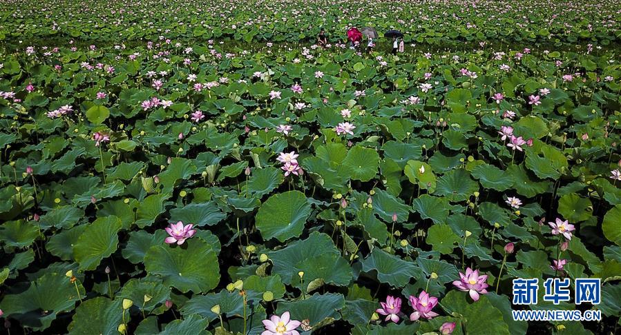 江西新餘：荷花綻放引客來