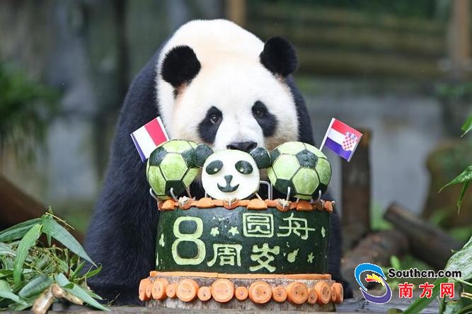 深圳野生動物園的大熊貓圓舟8周歲啦！