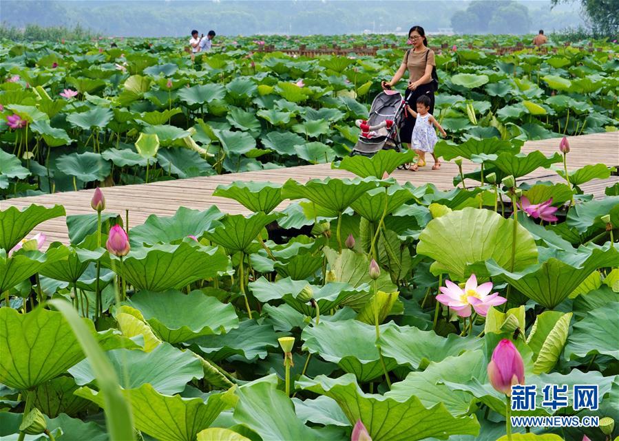 河北唐山：南湖夏日荷花相映紅