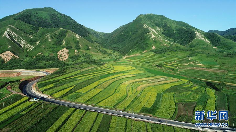 六盤山下 油菜花開扮靚美麗鄉村