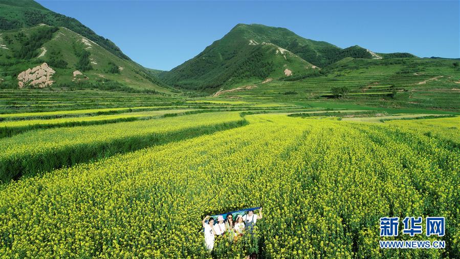 六盤山下 油菜花開扮靚美麗鄉村