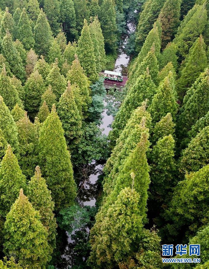 江蘇東臺：森林氧吧醉遊人