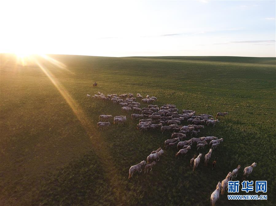 內蒙古西烏珠穆沁旗：皎皎白馬奔馳草原