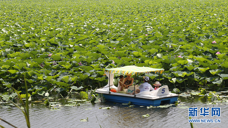 瀋陽仙子湖：夏日賞荷正當時