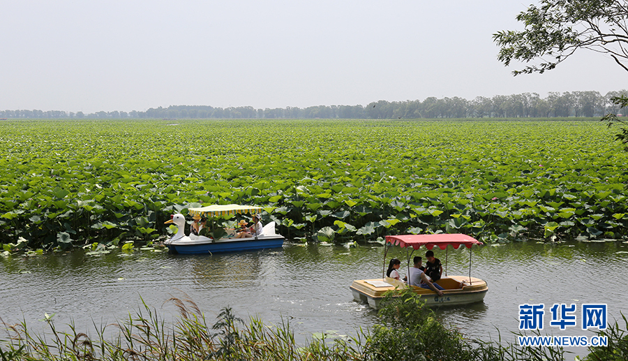 瀋陽仙子湖：夏日賞荷正當時