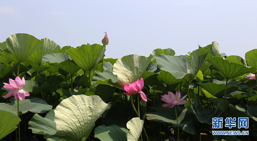 瀋陽仙子湖：夏日賞荷正當時