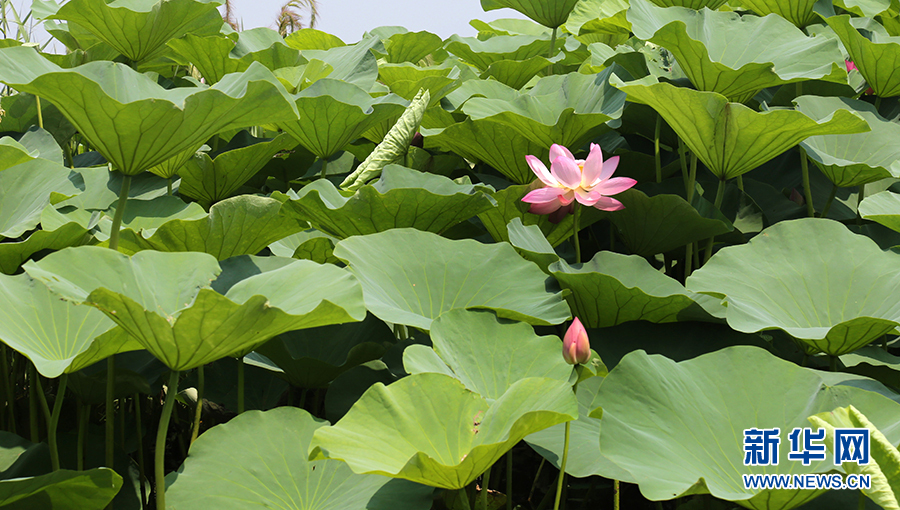 瀋陽仙子湖：夏日賞荷正當時