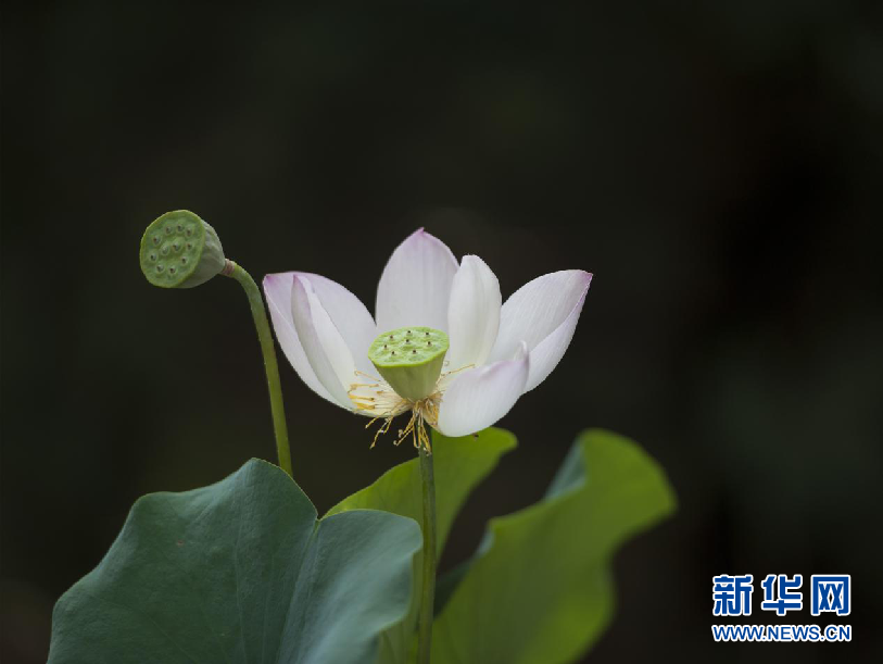 安徽：夏日江淮處處碧 映日荷花別樣紅