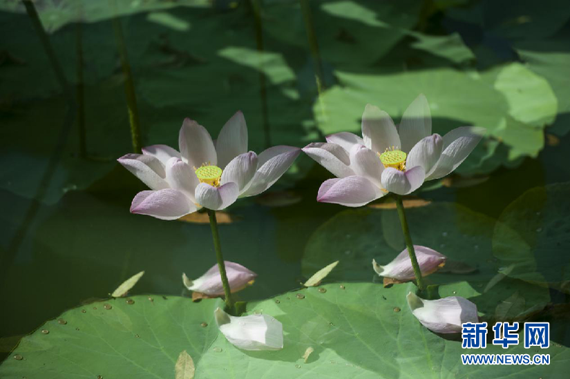 安徽：夏日江淮處處碧 映日荷花別樣紅