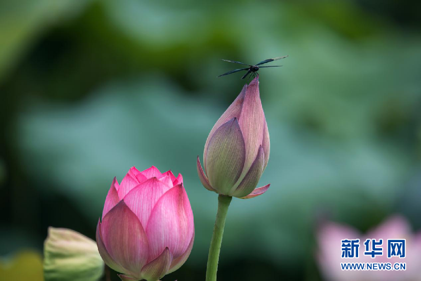 安徽：夏日江淮處處碧 映日荷花別樣紅