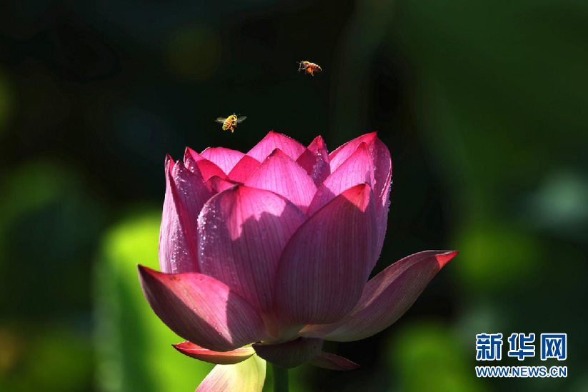 安徽：夏日江淮處處碧 映日荷花別樣紅