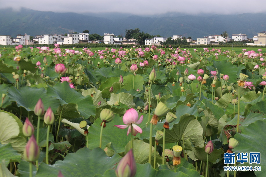 雲南三川鎮：萬畝荷花別樣紅