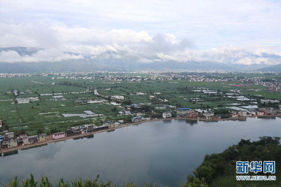 雲南三川鎮：萬畝荷花別樣紅