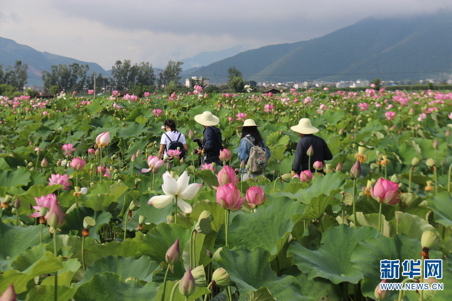 雲南三川鎮：萬畝荷花別樣紅