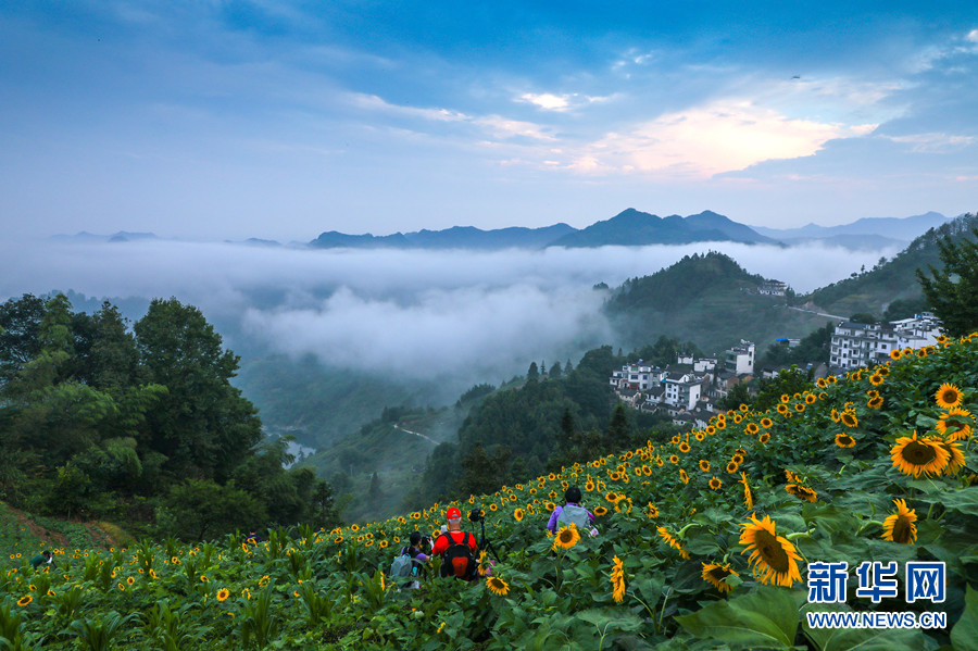 安徽黃山：雲煙花海 “醉”美古村落