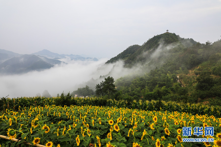 安徽黃山：雲煙花海 “醉”美古村落