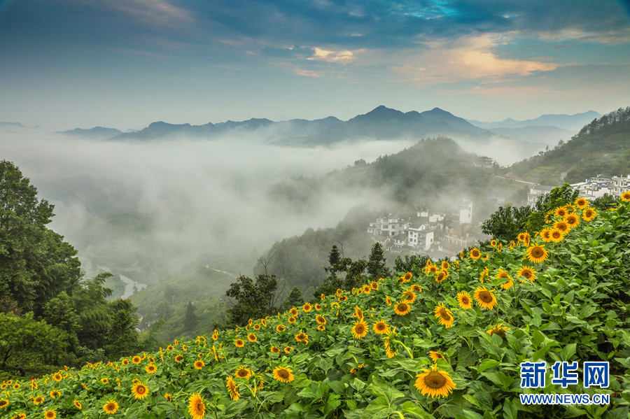 安徽黃山：雲煙花海 “醉”美古村落