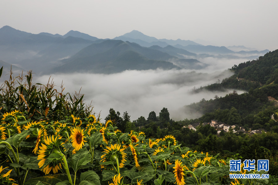 安徽黃山：雲煙花海 “醉”美古村落