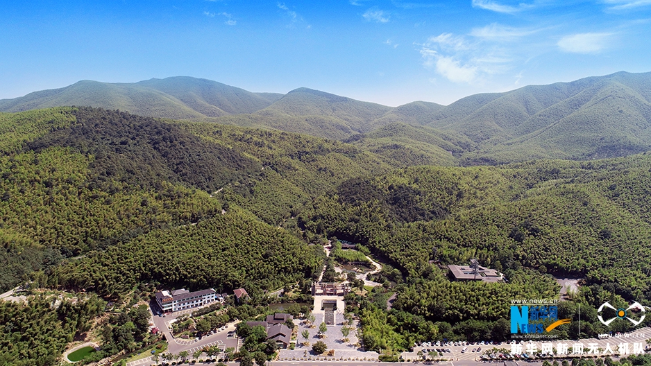 航拍宜興竹海：夏日當空 綠影鋪地