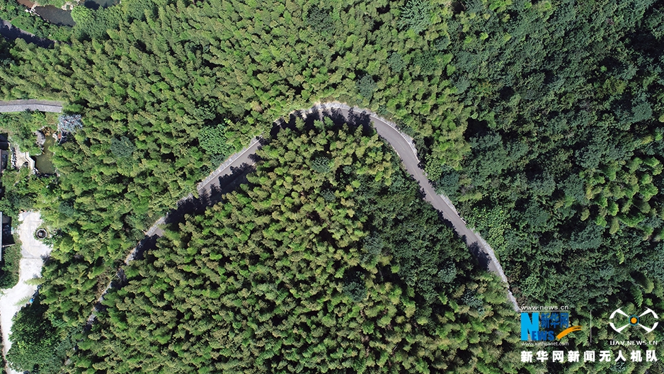 航拍宜興竹海：夏日當空 綠影鋪地