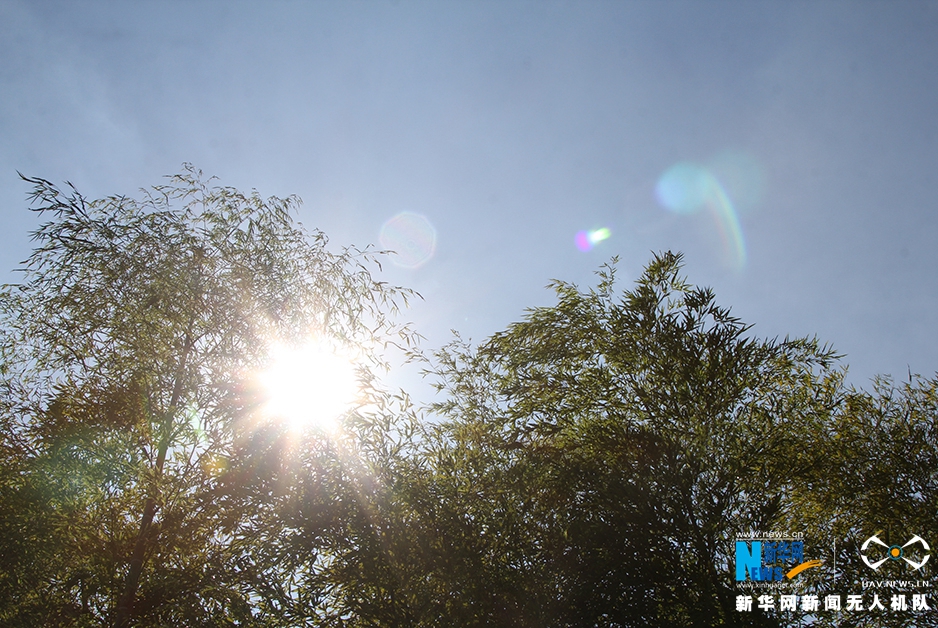 航拍宜興竹海：夏日當空 綠影鋪地