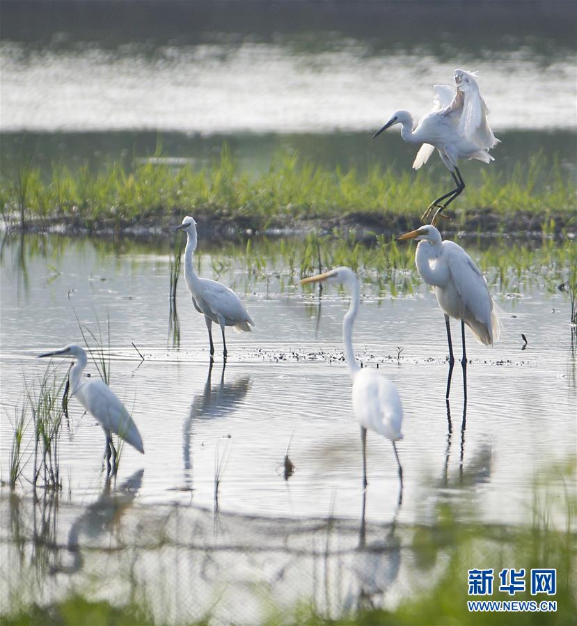 江蘇淮安：鷺舞盛夏