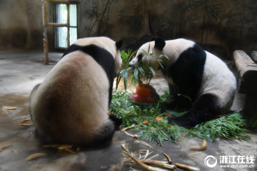 杭州動物園熊貓“成就”和“雙好”迎來四週歲生日