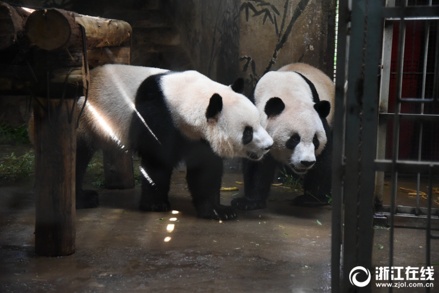 杭州動物園熊貓“成就”和“雙好”迎來四週歲生日