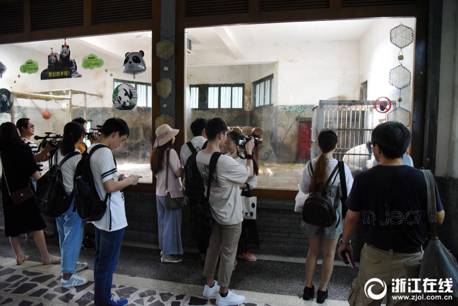 杭州動物園熊貓“成就”和“雙好”迎來四週歲生日