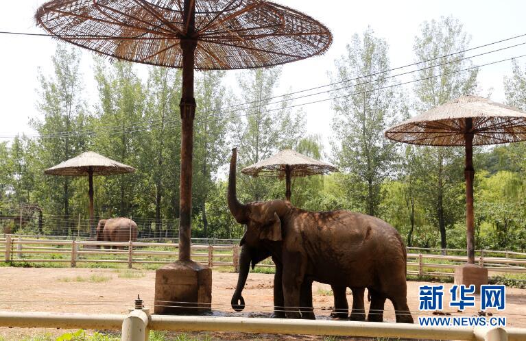 遼寧瀋陽：高溫來襲 動物消暑享清涼